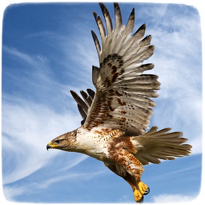 Ferruginous Hawk