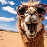 Smiling camel wearing sunglasses in the desert