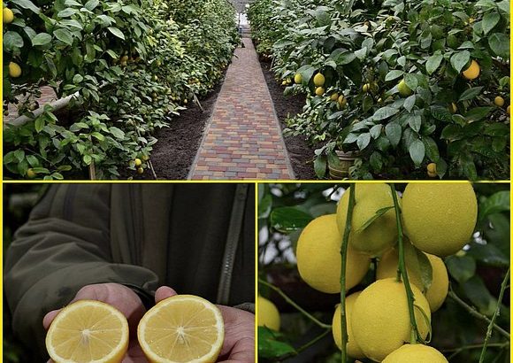 Лимони Мейєра в теплиці Корсунського лісництва Черкащина